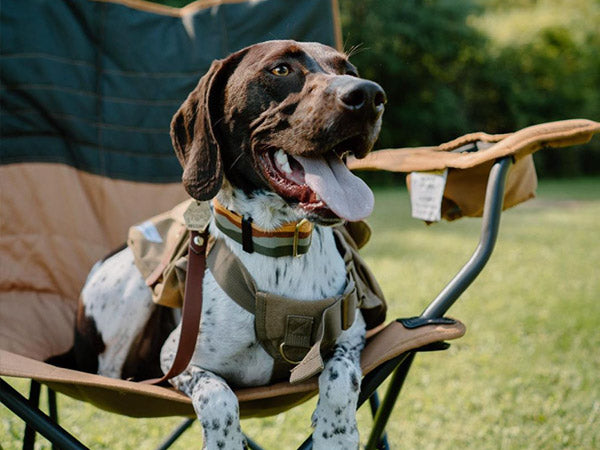 Top 10 Dog-Friendly Campsites in California