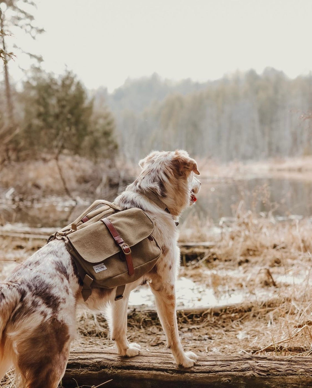 Top 5 National Parks That Are Dog Friendly