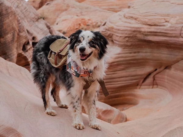 dog hiking in moab while wearing a backpack