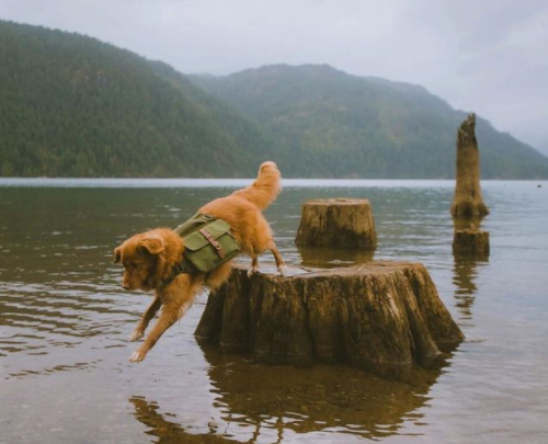 dog jumping in lake