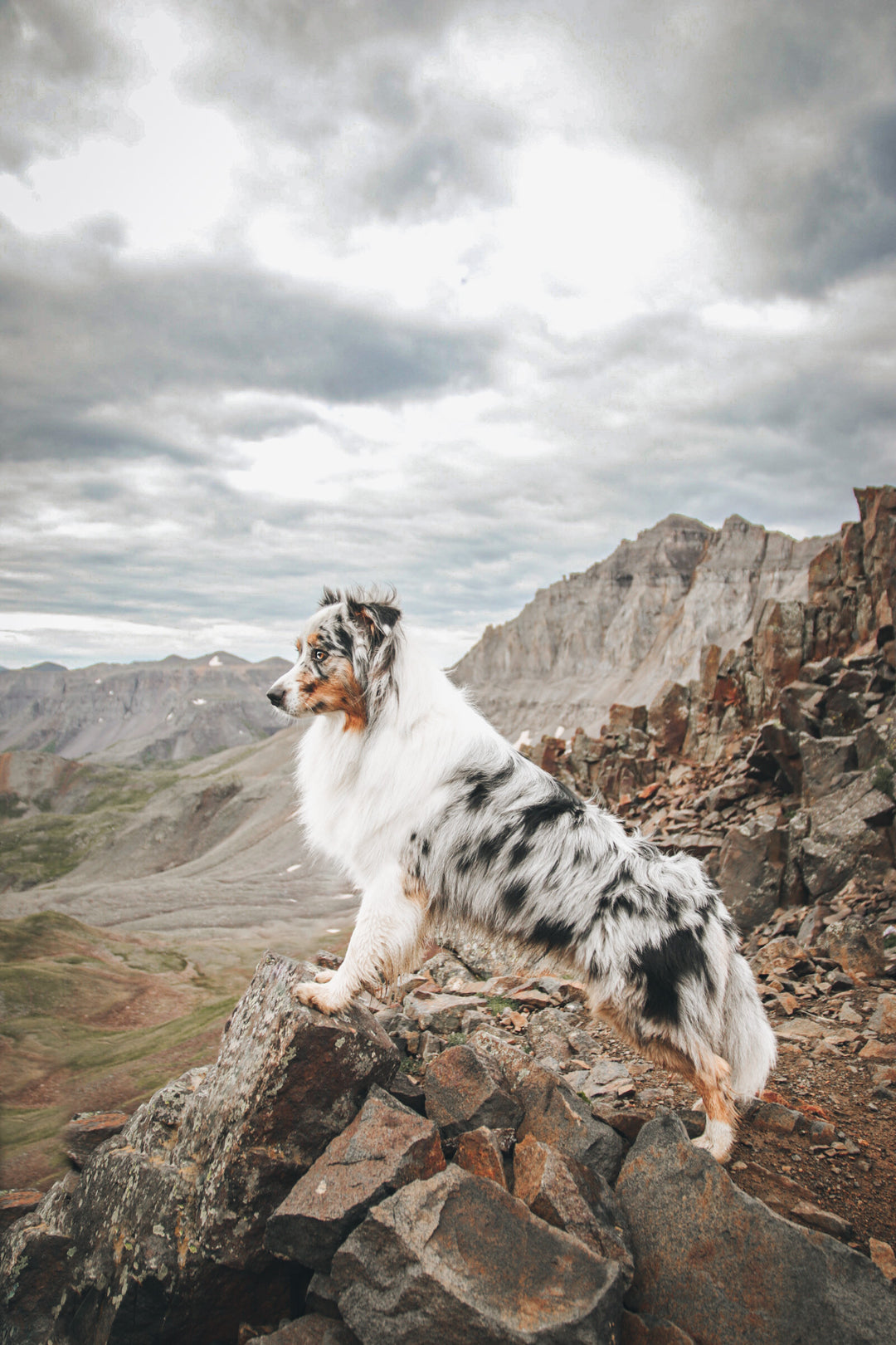 Exploring the Outdoors with Stilton the Aussie