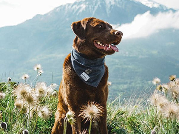 Labrador Swiss Adventure Dog Bandana 
