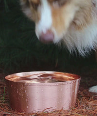 dog takes a refreshing drink of water from a pure copper bowl