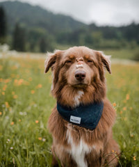 long haired dog wearing a denim bandana