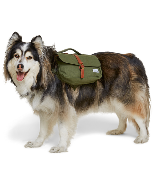 alaskan malamute dog wearing a green dog backpack made from canvas