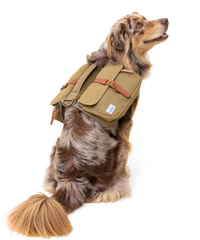 Australian Shepherd Dog sitting with back to the camera and face turned while smiling and wearing a tan canvas backpack