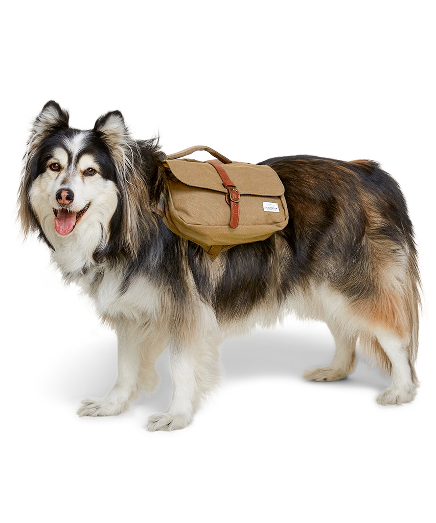 Husky Malamute Dog wearing a tan canvas backpack for hiking