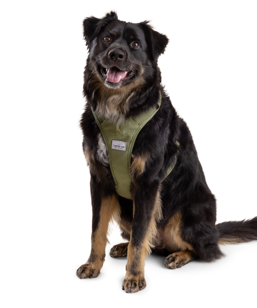 dog sitting and wearing a green padded harness