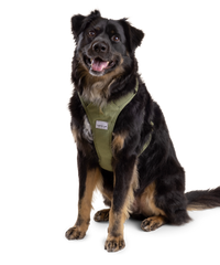dog sitting and wearing a green padded harness