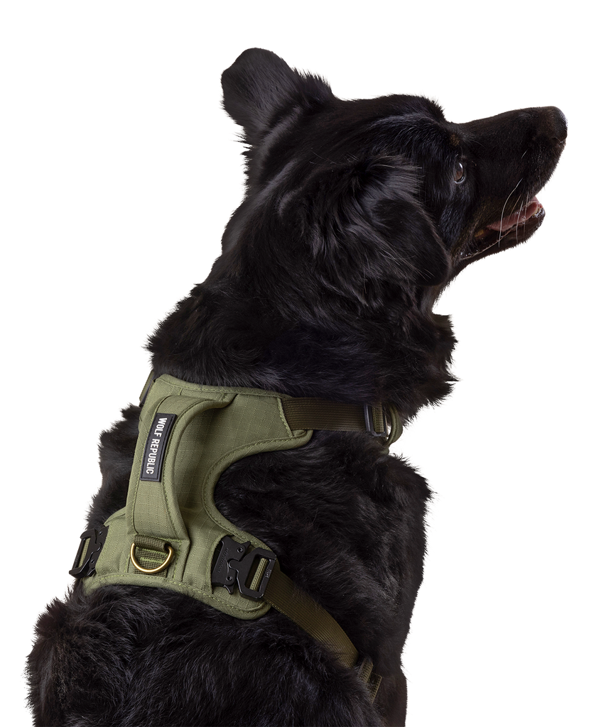 back view of dog wearing a padded harness with handle