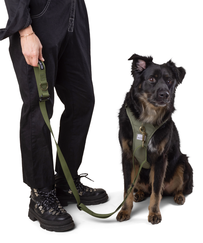 owner walks dog with green leash and matching harness