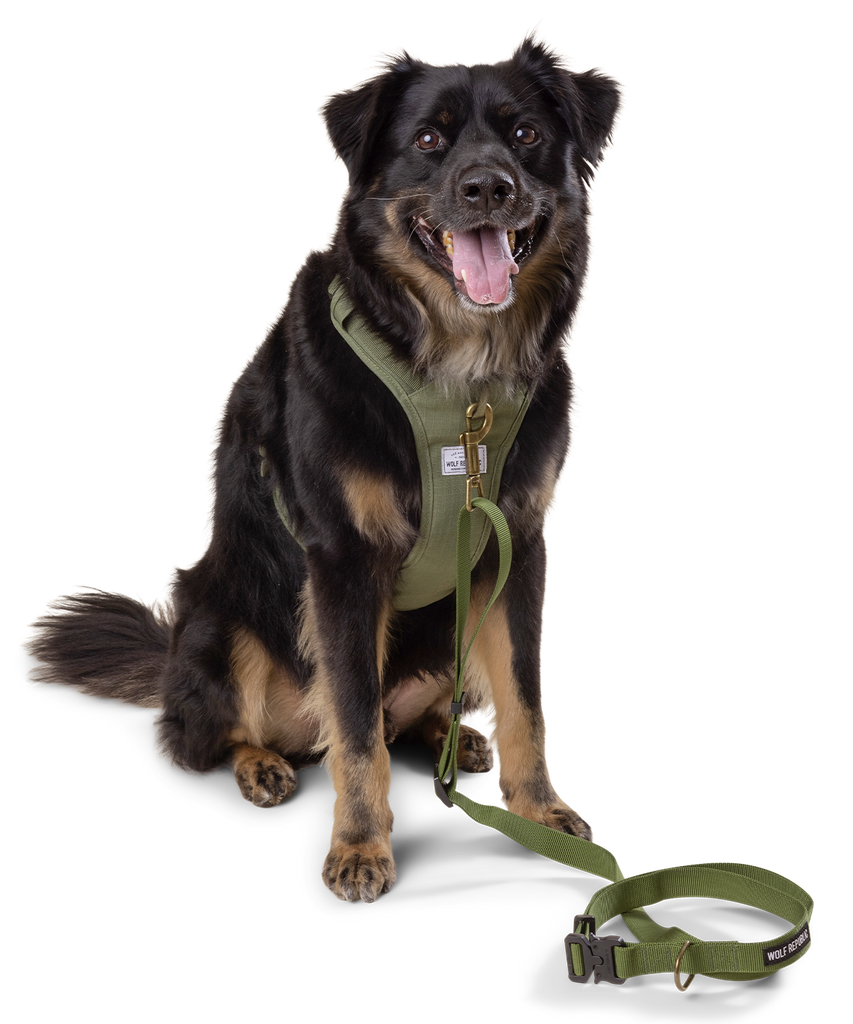 dog wearing nylon multi-way dog leash with matching padded harness