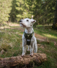 dog wears harness for hiking