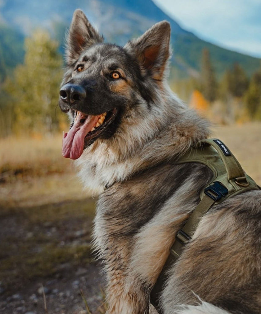 dog hiking while wearing a green padded dog harness