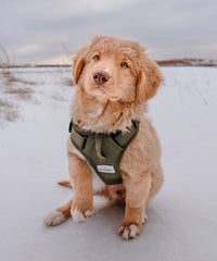 puppy in the snow wears a green harness