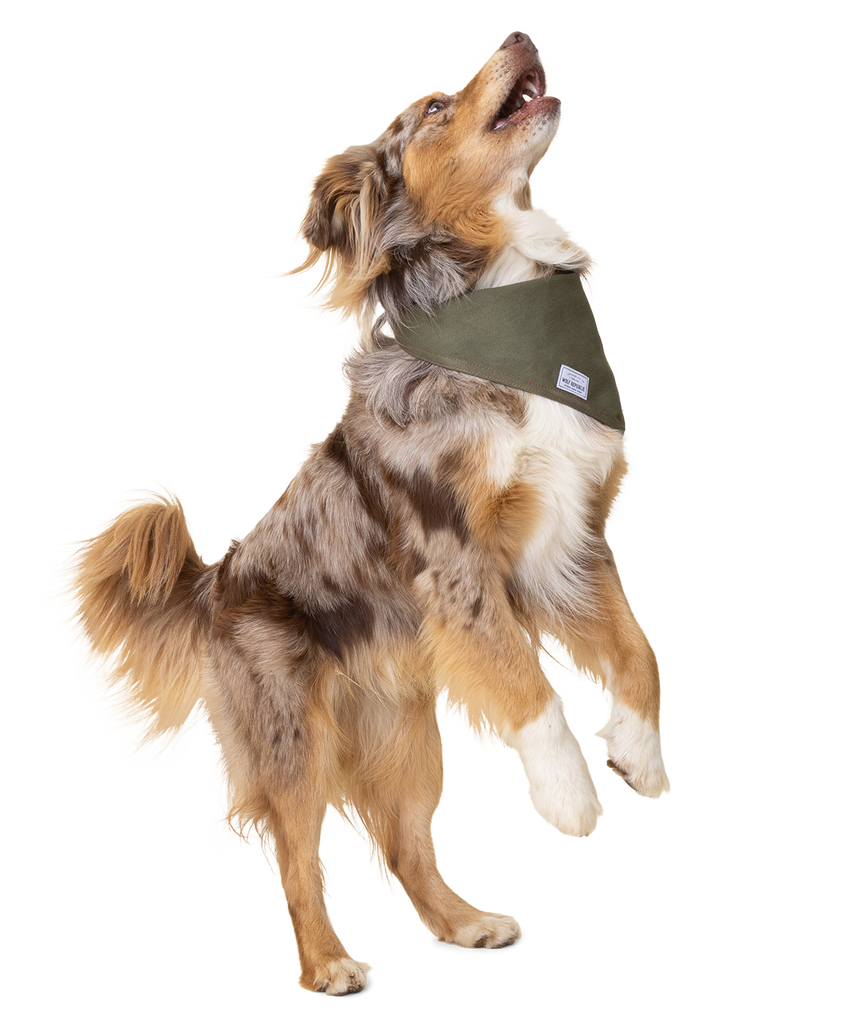 Australian  shepherd jumps playfully with hind legs still on the ground while wearing a green bandana
