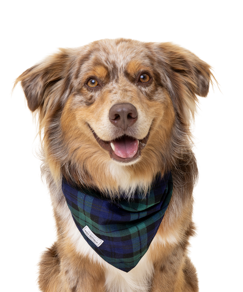 close up photo of an australian shepherd wearing a plaid bandana tied around his neck 