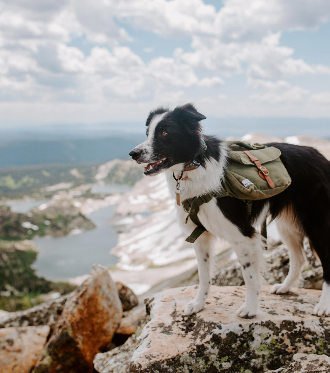 Off-Leash Dog Hike