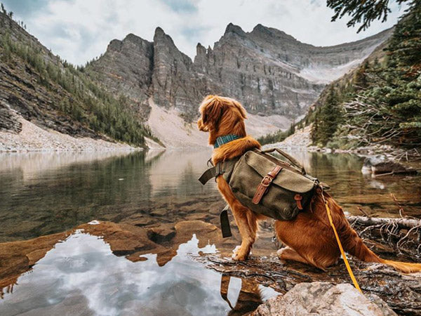 13 Dog-Friendly Campsites near Seattle, Washington