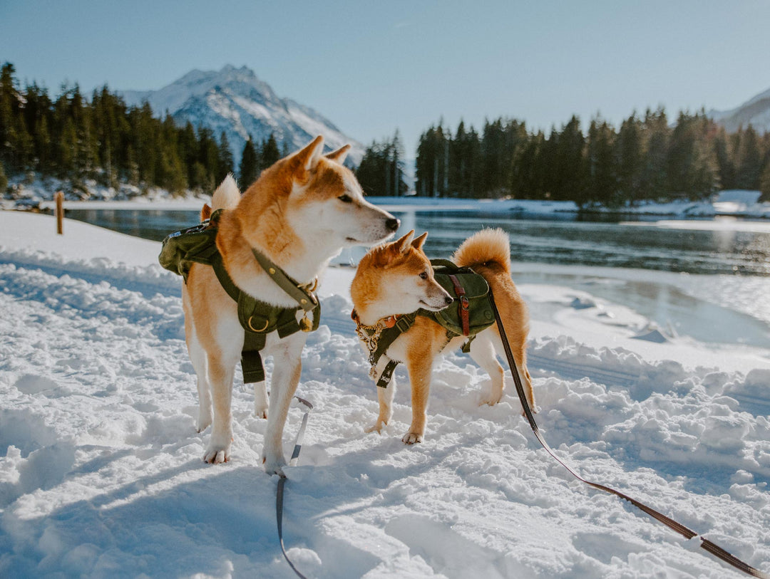 Shiba Inu Adventure Dog First Aid Kit 