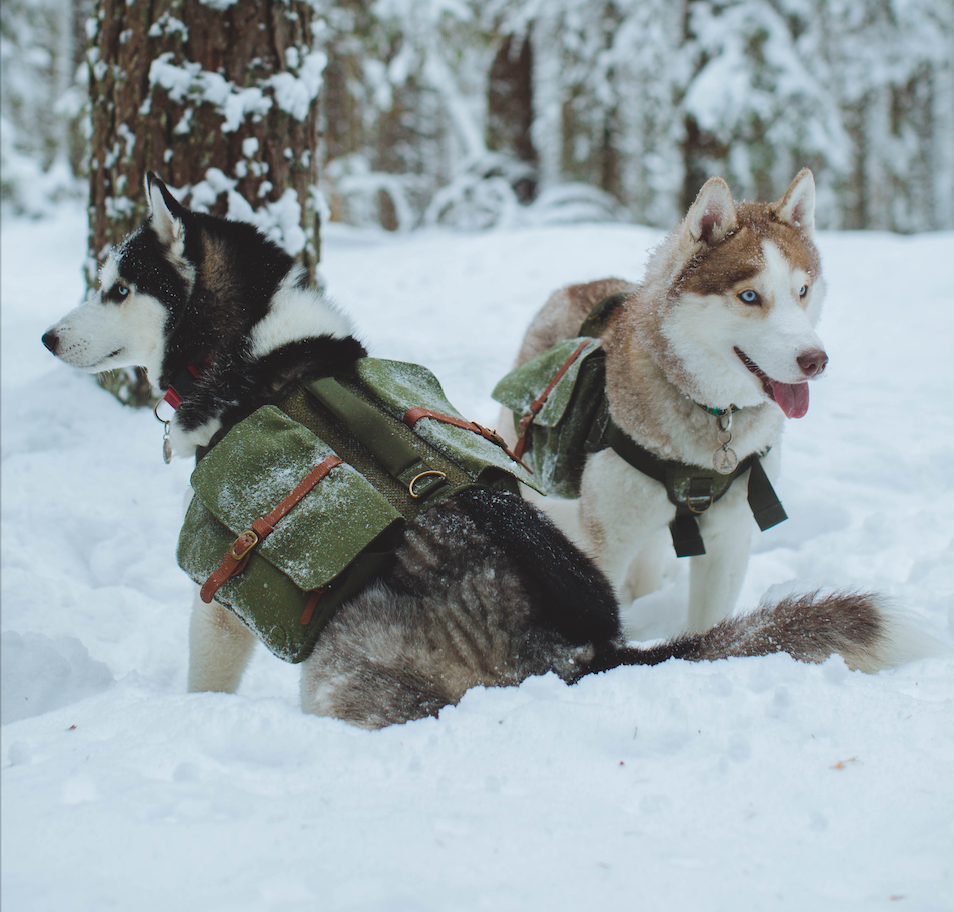 two dogs sitting in the snow wearing dog backpacks