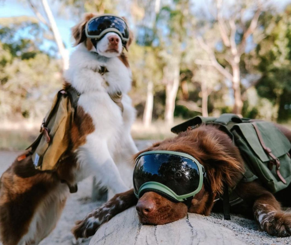 Dog Hiking Backpack on Australian Shepherd 