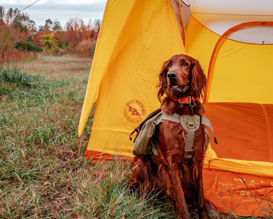 dog sitting in front of a tent at the campsite while wearing dog backpack