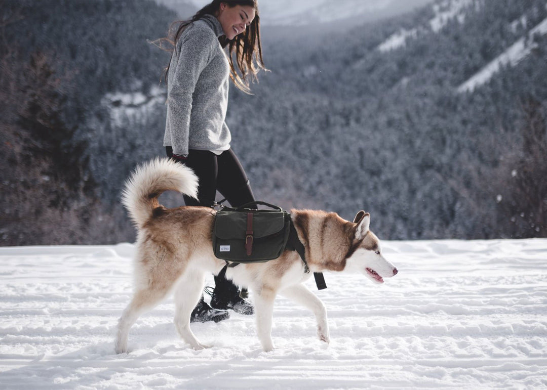 dog hiking in snow with backpack