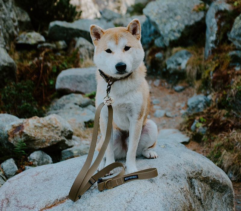dog hiking with a multi-way hiking leash in tan