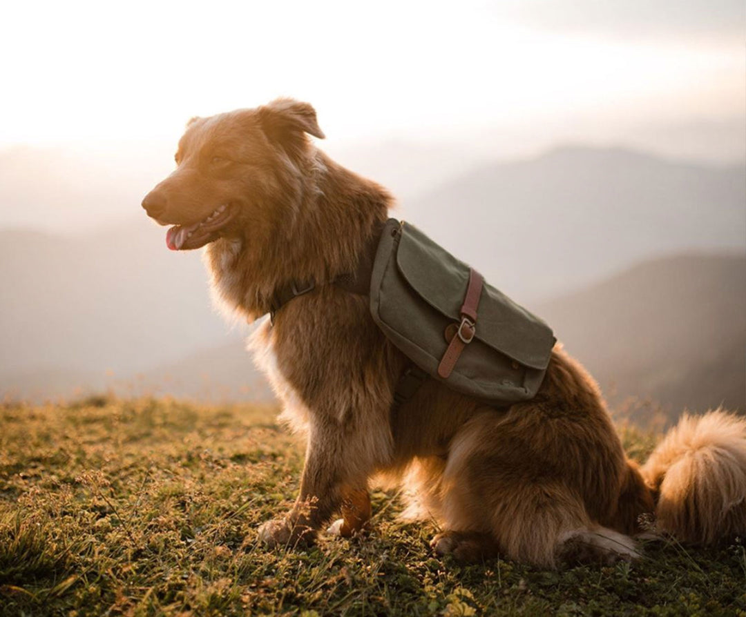 dog at the top of a mountain during sunset hike wearing a backpack