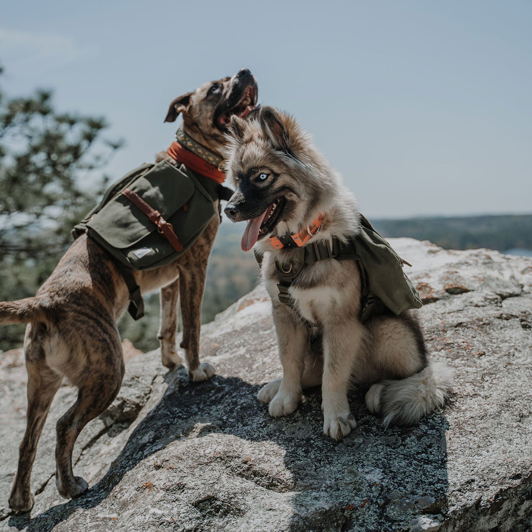 dogs on rock with hiking backpack