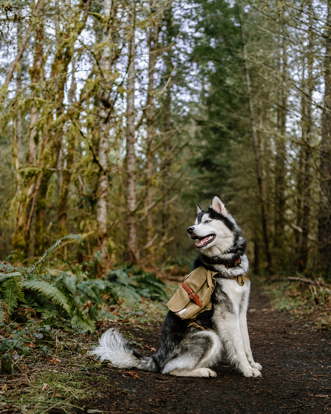 A husky sitting in the forest wearing a tan dog backpack