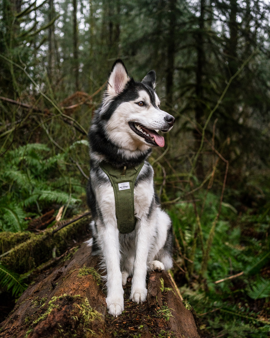 A husky sits on a fallen log laying in the forest wearing a dark green harness