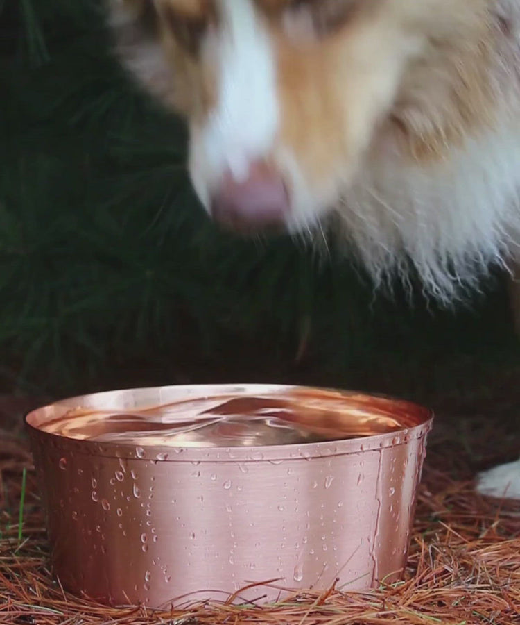 dog takes a refreshing drink of water from a pure copper bowl