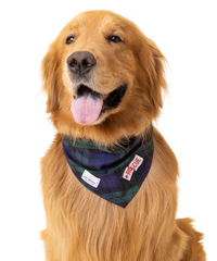 Golden Retriever wearing a plaid bandana around his neck with a embroidered patch that reads rescue dog inside a flag