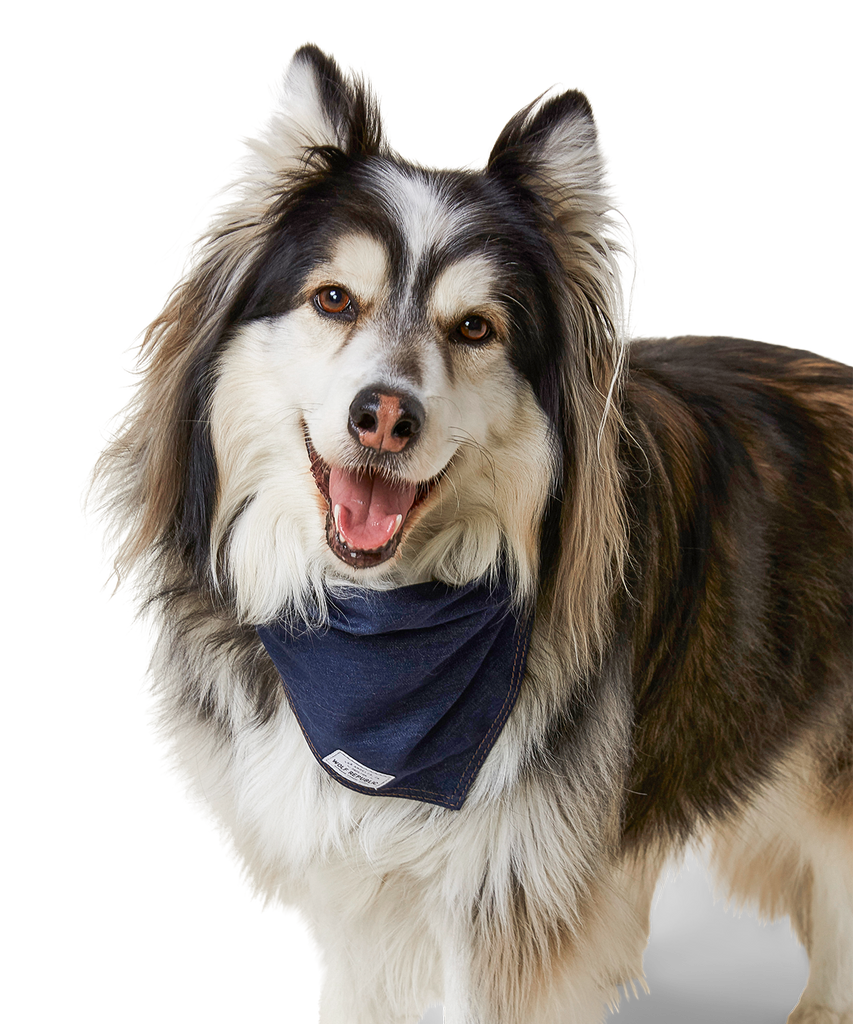 Alaskan Malmute smiling and tilting his head while wearing a denim bandana for dogs around his neck