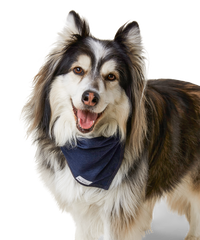 Alaskan Malmute smiling and tilting his head while wearing a denim bandana for dogs around his neck
