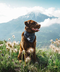 chocolate lab dog wearing a denim bandana