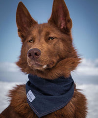 dog hiking while wearing a denim bandana