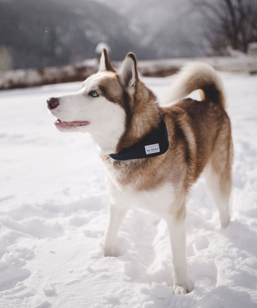 dog wearing a denim bandana in the snow