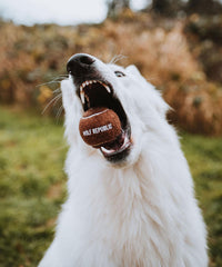 dog catches tennis ball in mouth