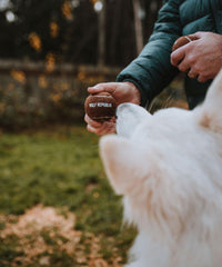 dog and owner playing fetch with tennis balls