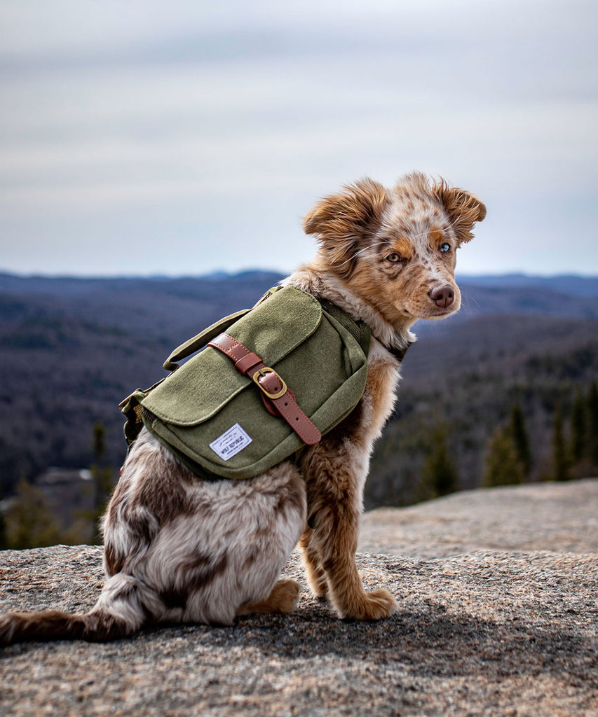 australian shepherd wearing a dog backpack while hiking