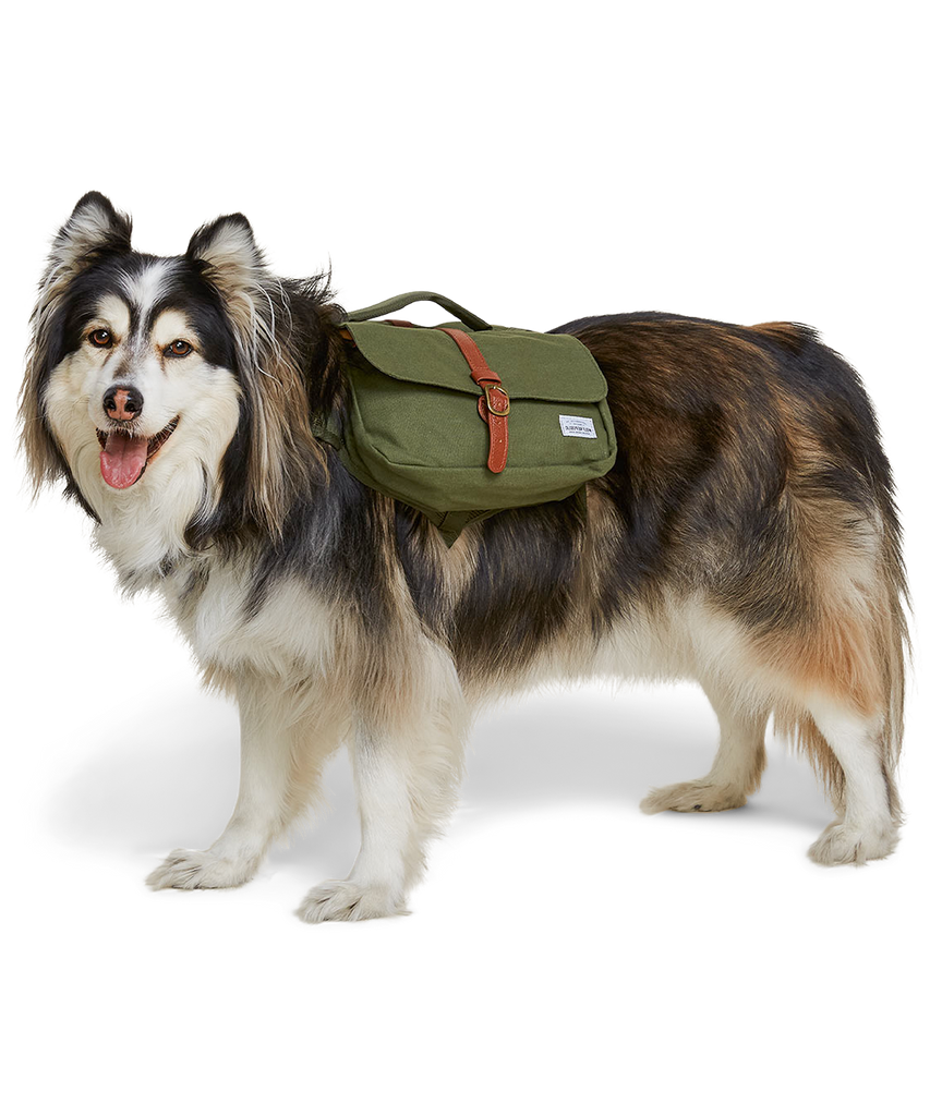 alaskan malamute dog wearing a green dog backpack made from canvas 