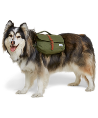 alaskan malamute dog wearing a green dog backpack made from canvas 