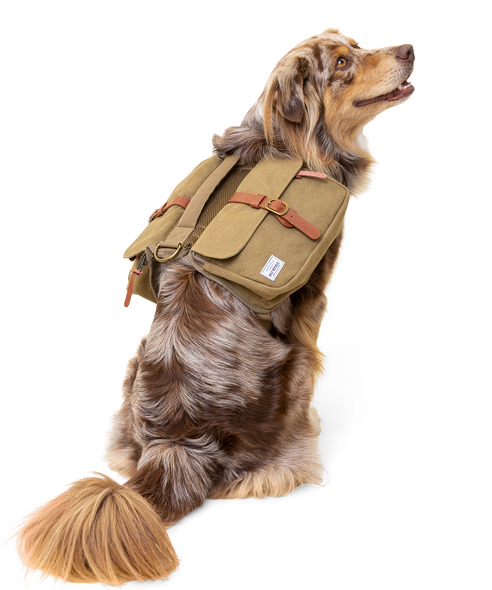 Australian Shepherd Dog sitting with back to the camera and face turned while smiling and wearing a tan canvas backpack
