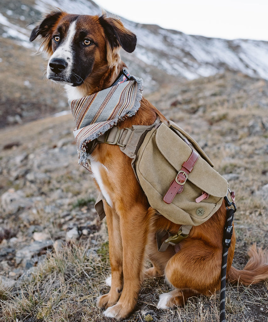 dog wears backpack while hiking