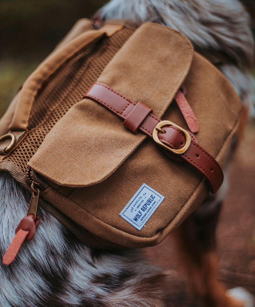close up view of dog wearing a canvas backpack