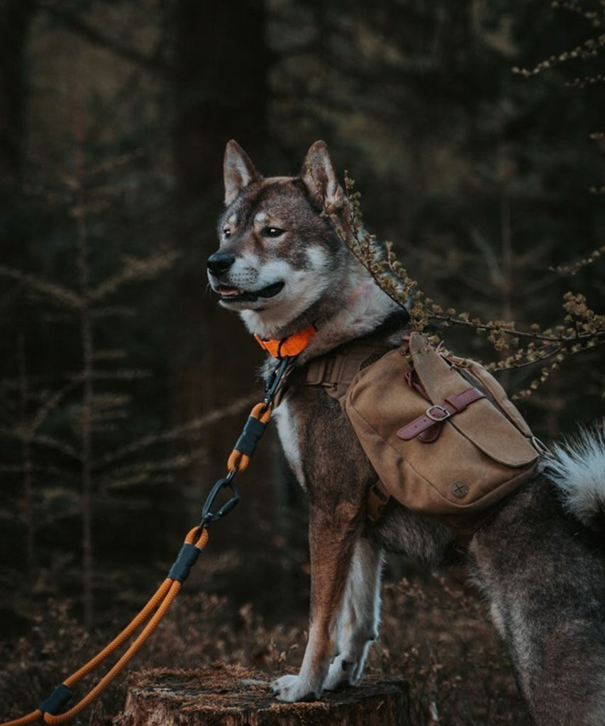 dog in the forest wears a backpack while hiking
