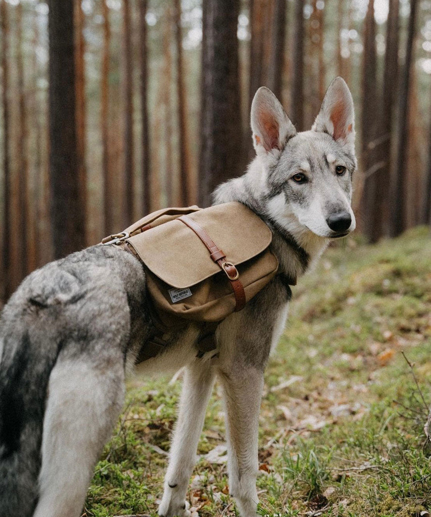 Siberian husky backpack new arrivals